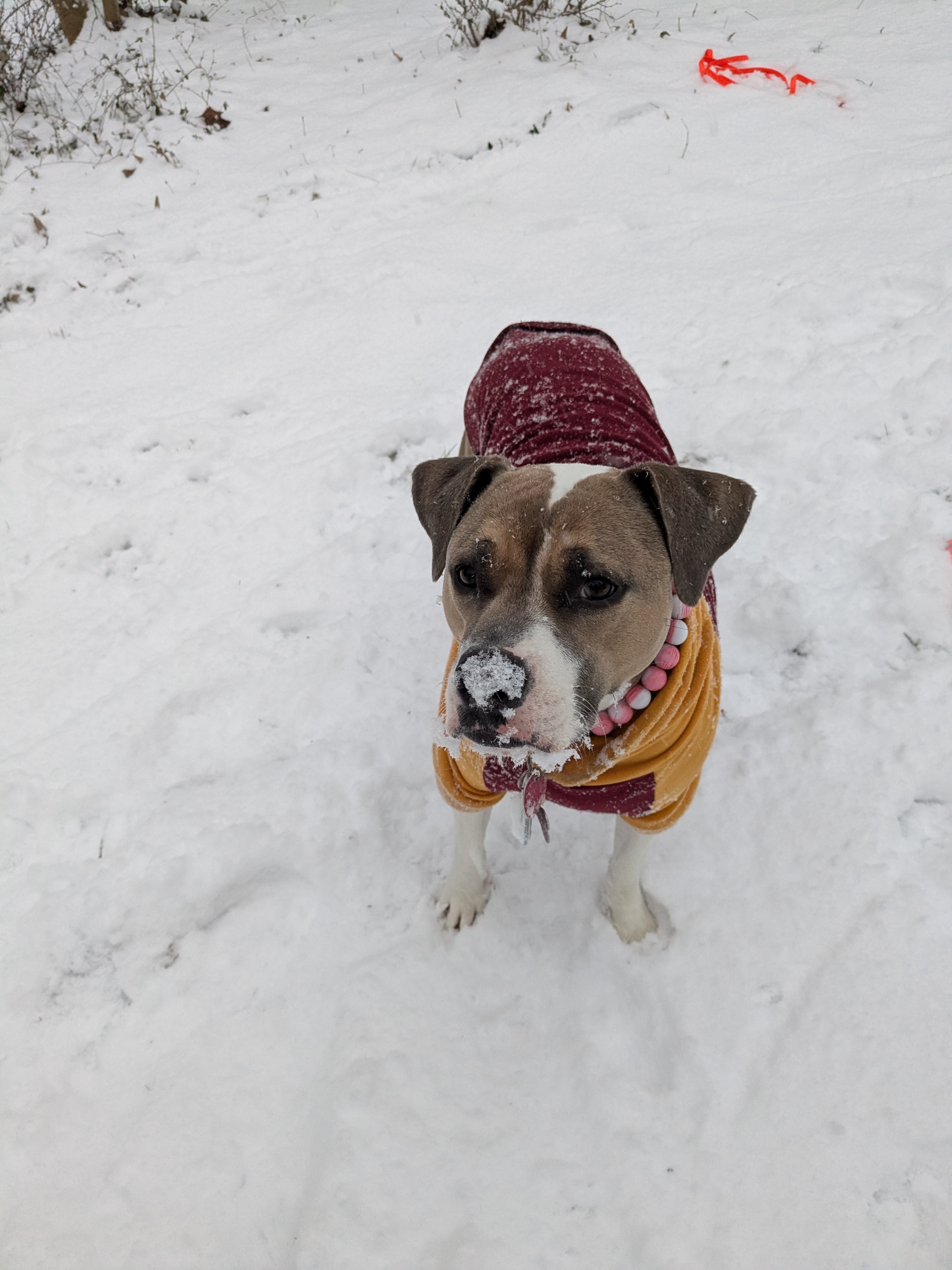 A white and brown pit bull with snow on her nose, in a snowy yard