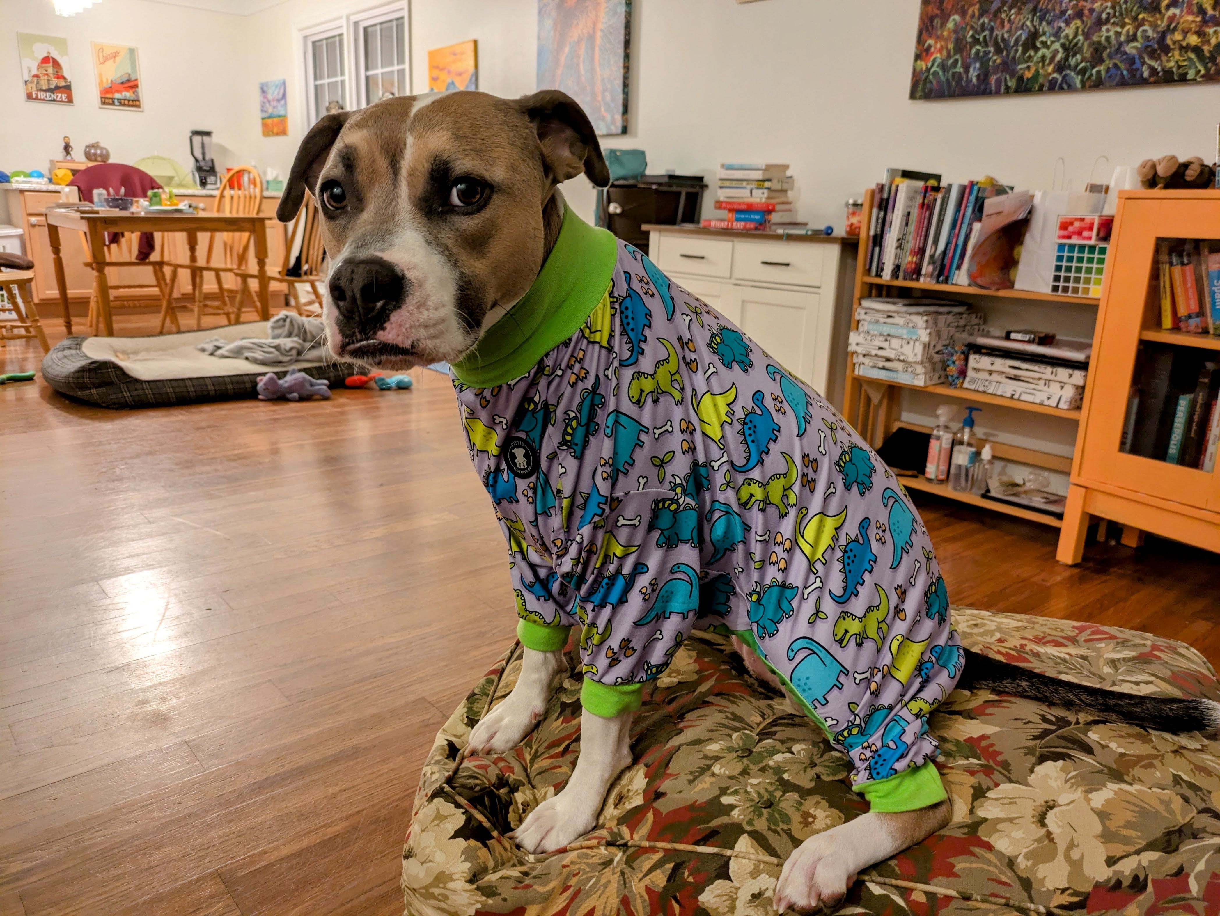 A white and brown pit bull in purple pajamas